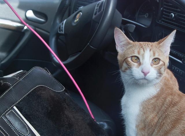 Vehicle lockout with cat inside vehicle 12/23/12.  Photo courtesy of RFD Firefighter Lester Millman. 