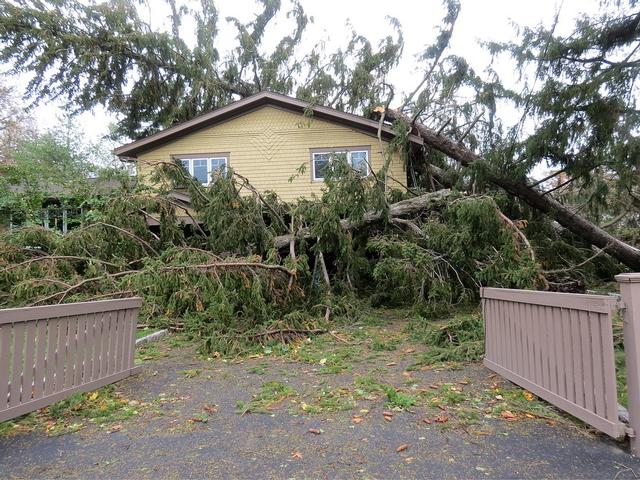 Apawamis Ave - Hurricane Sandy 10/29/2012 - Photo Courtesy of Mary Coakley