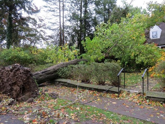 Apawamis Ave - Hurricane Sandy 10/29/2012 - Photo Courtesy of Mary Coakley