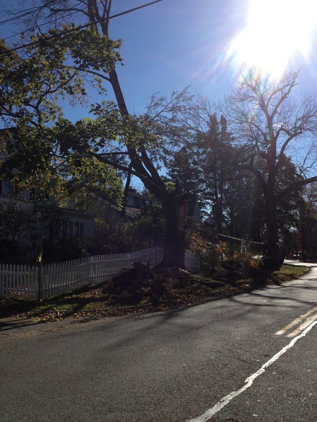 Milton Rd x Hill St. The part of the tree that fell clipped the front end of car 2421